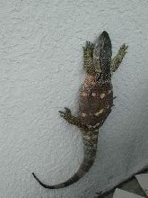 Lexx climbing the wall